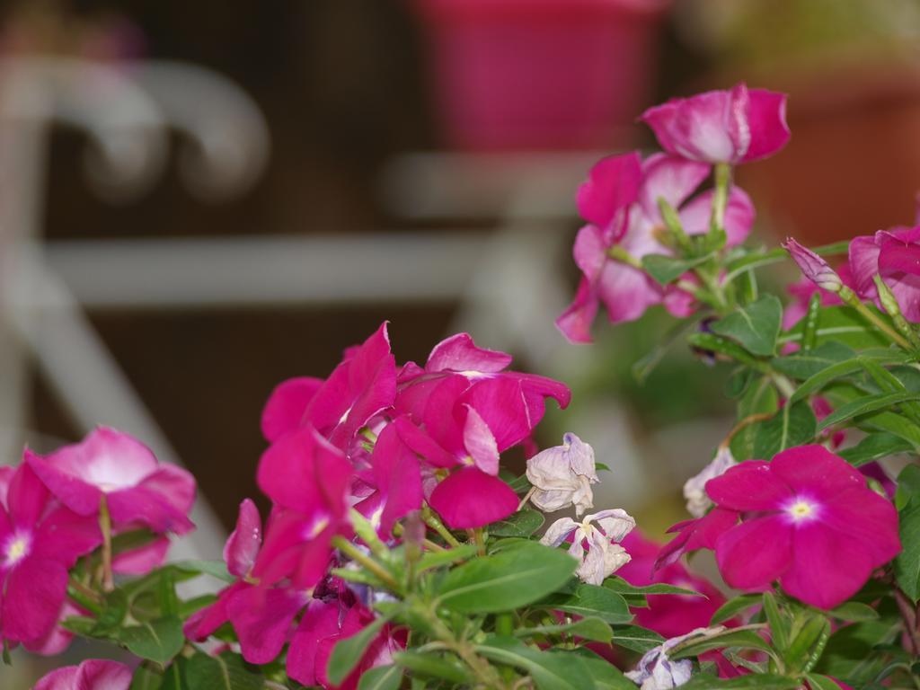 Razáta Aristotelis Apartments מראה חיצוני תמונה